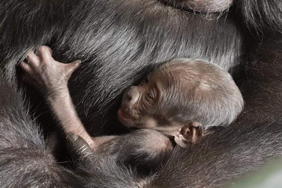 Naissance d'un bébé gorille au Zooparc de Beauval