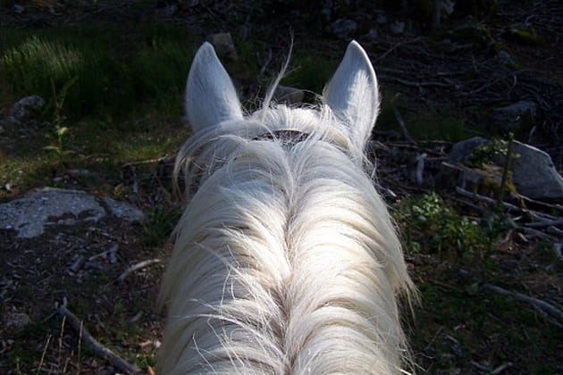 Point de vue de cavalier
