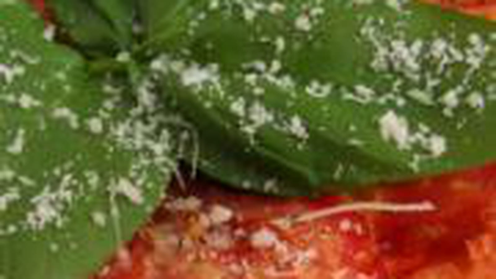 Tarte fine tomate et basilic