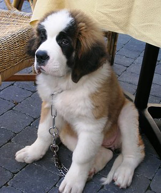 Tranquille le Saint-Bernard