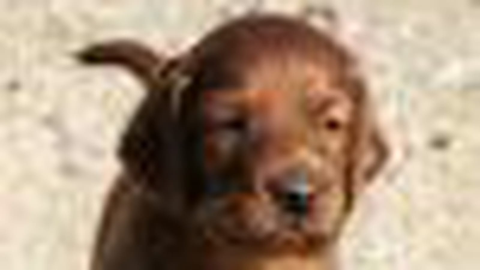 Le Setter irlandais