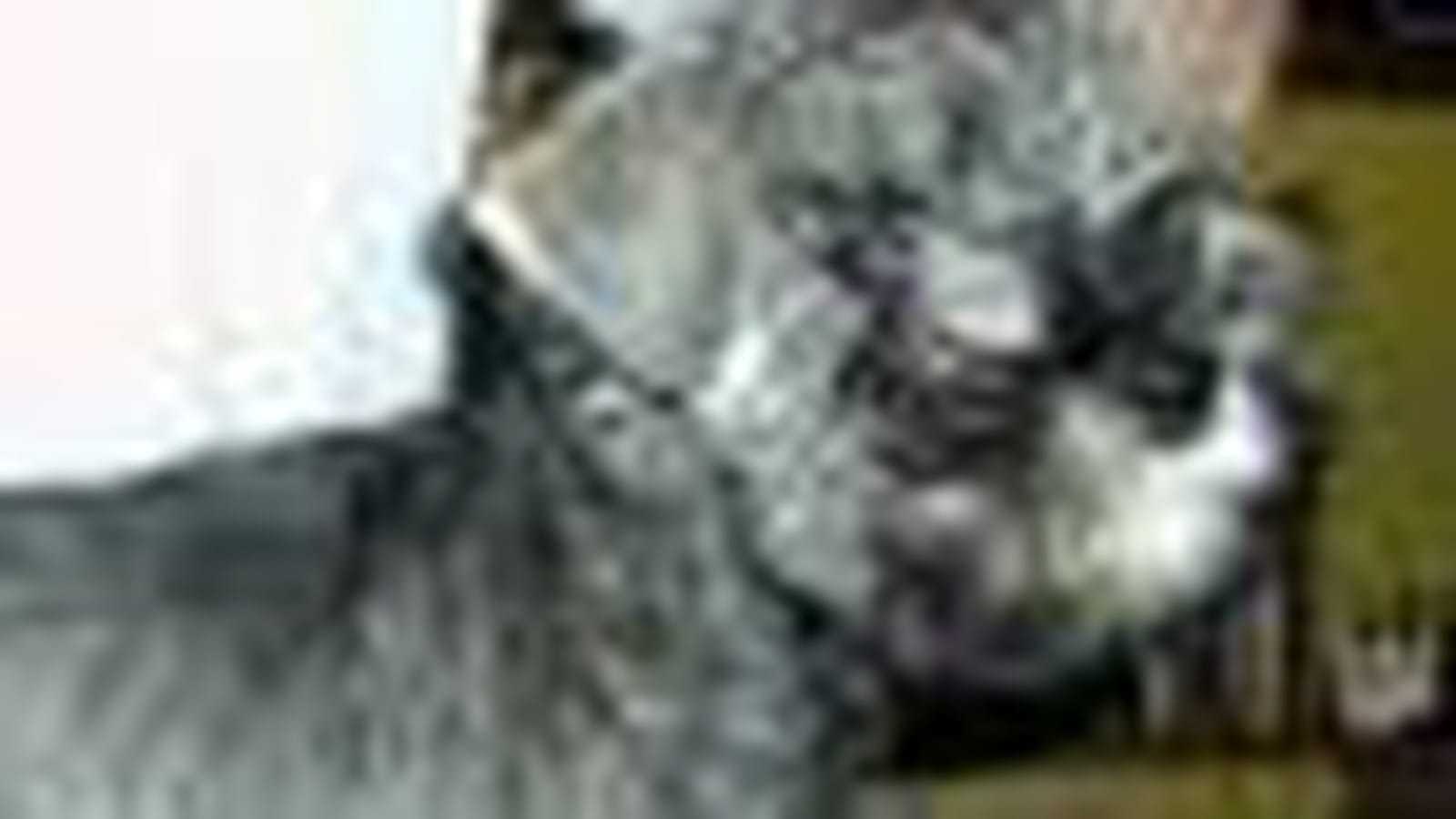 Le schnauzer nain