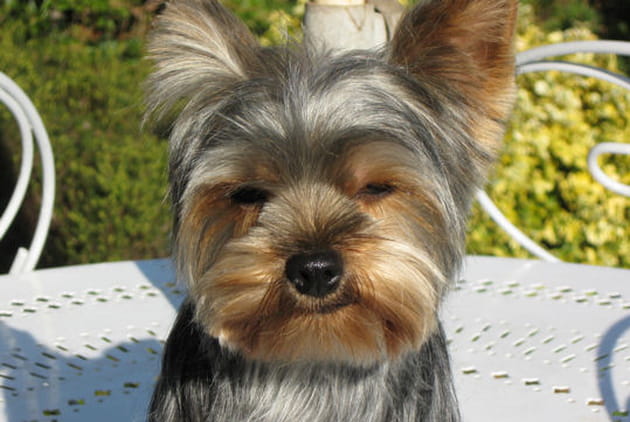 Une bien curieuse chipie