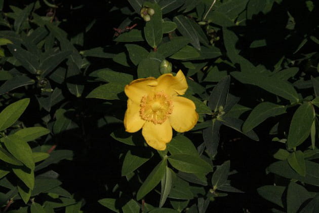 Des plantes mellif&egrave;res pour le plus grand plaisir des insectes