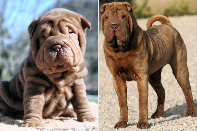 Le Shar pei