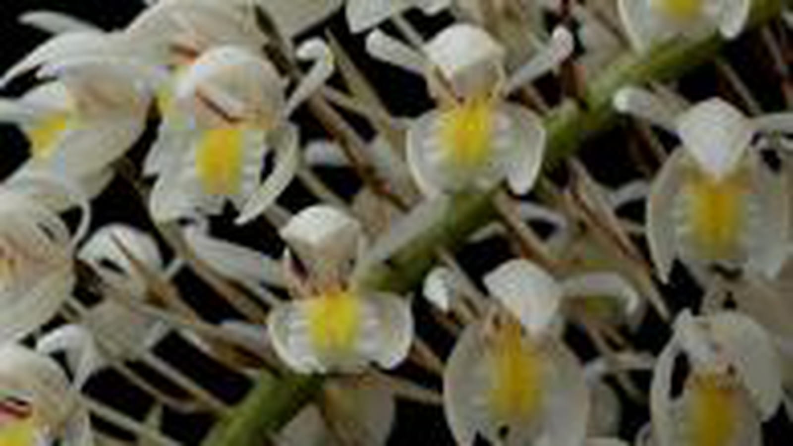 Coelogyne multiflora