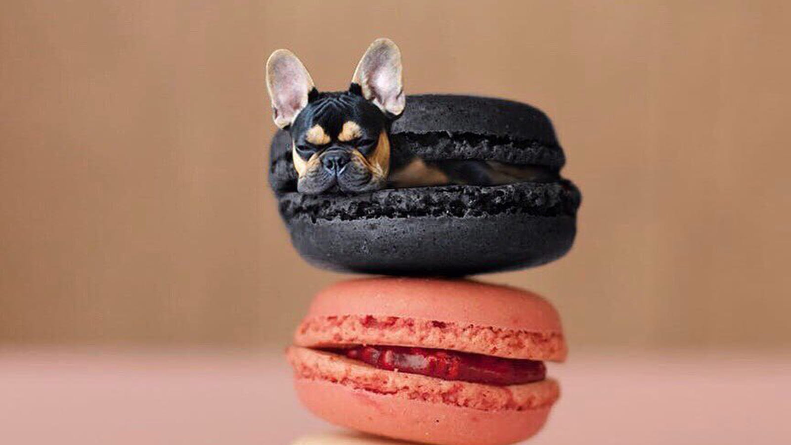 Macarons gourmands
