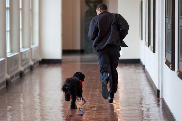 Un nouveau venu &agrave; quatre pattes
