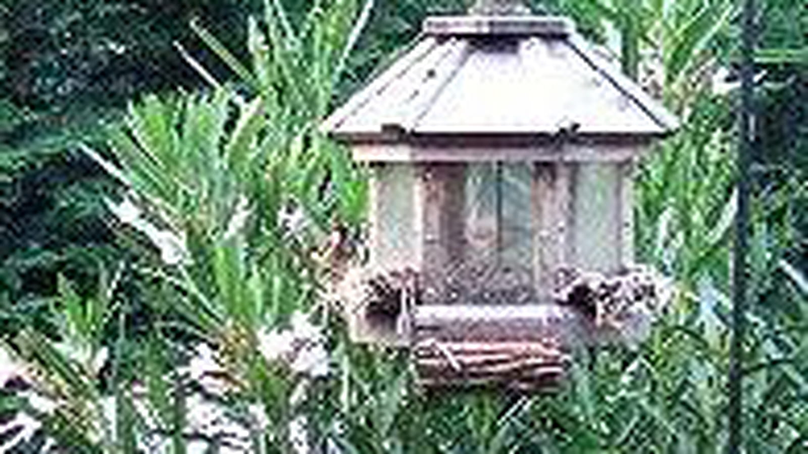 Mangeoire pour oiseaux