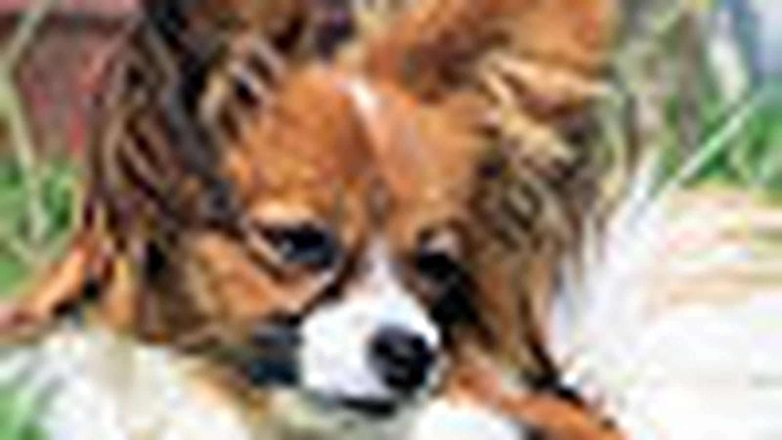 Papillon