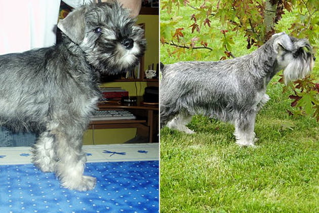Le schnauzer nain