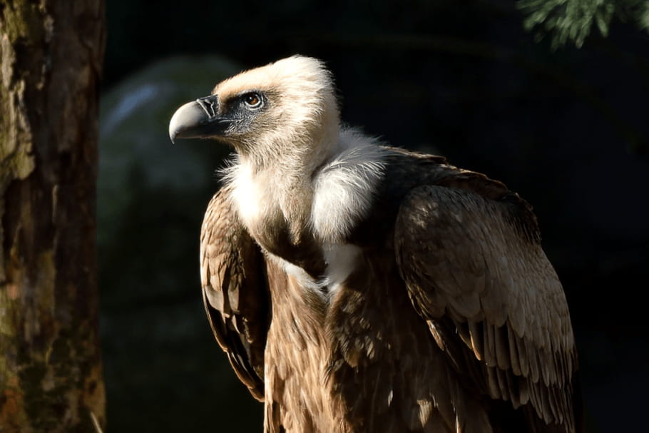 Le Parc Zoologique de Paris