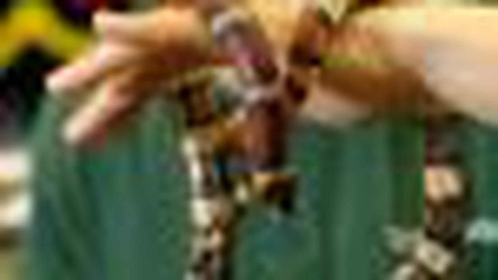 Serpents