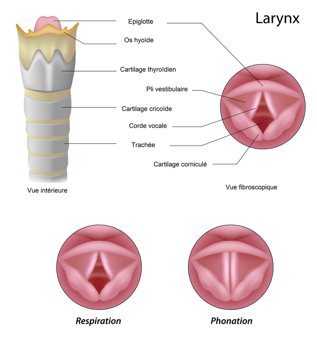 Larynx Anatomie sch ma Fonction Douleur O Larynx Anatomie sch ma Fonction Douleur O