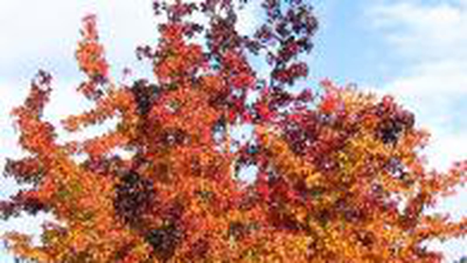 Liquidambar rouge-orangé