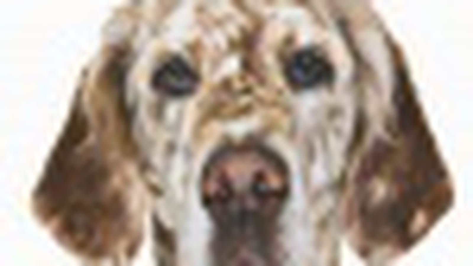 Setter anglais