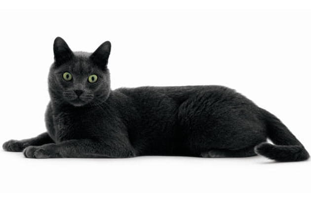 Cl&eacute;op&acirc;tre, Korat