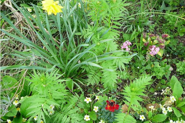 Nature à l'état sauvage
