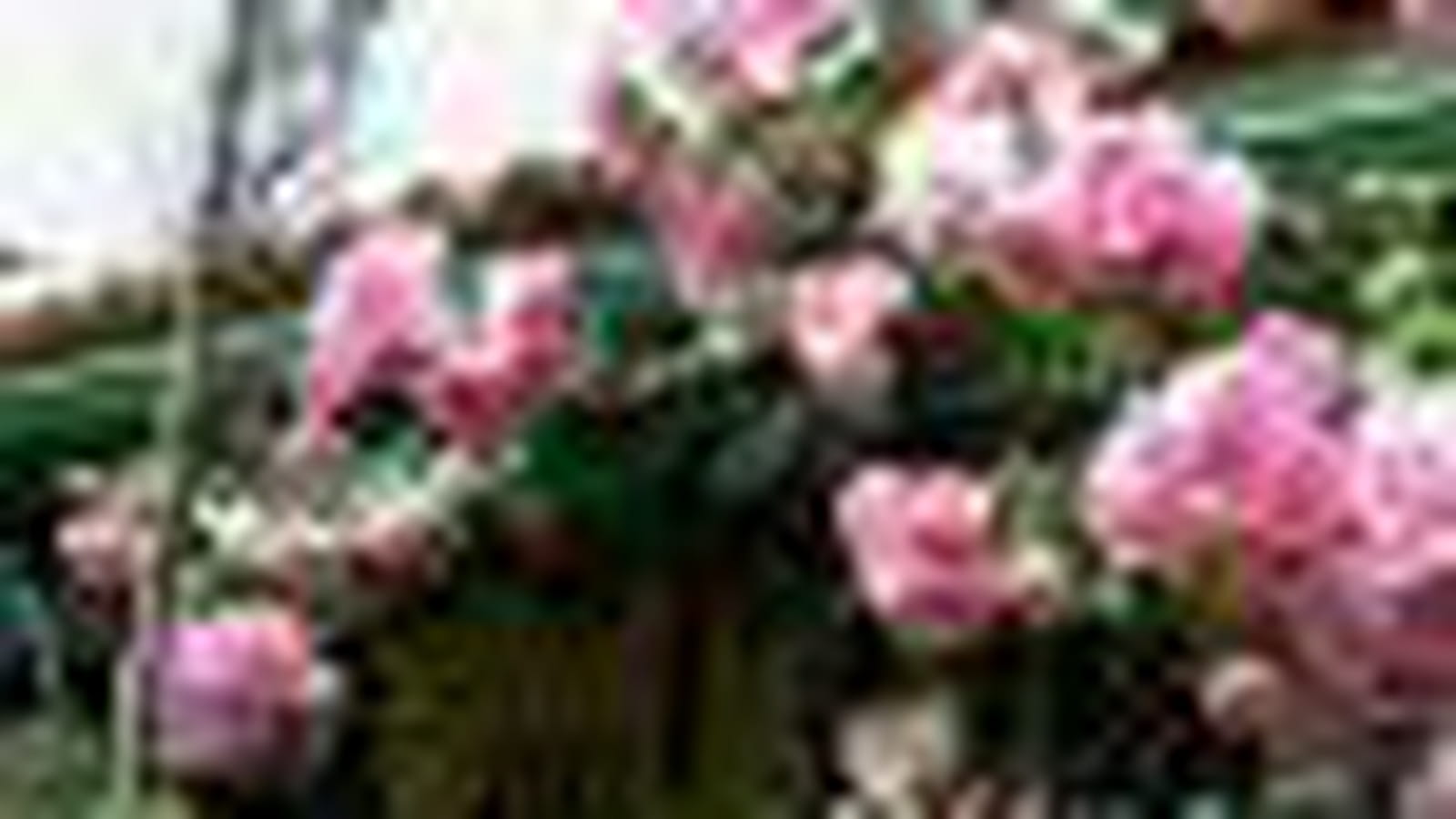 Rosiers grimpants