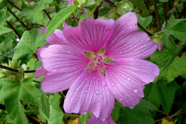La tr&egrave;s abondante lavat&egrave;re arbustive