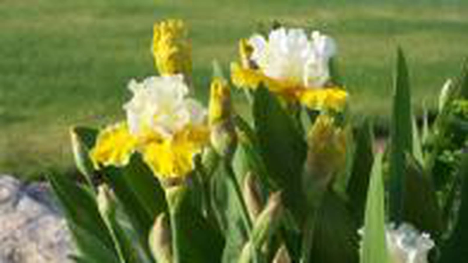 Iris