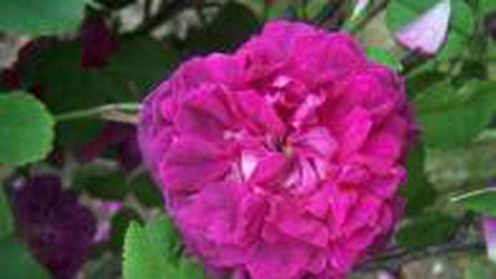 Rose Indigo