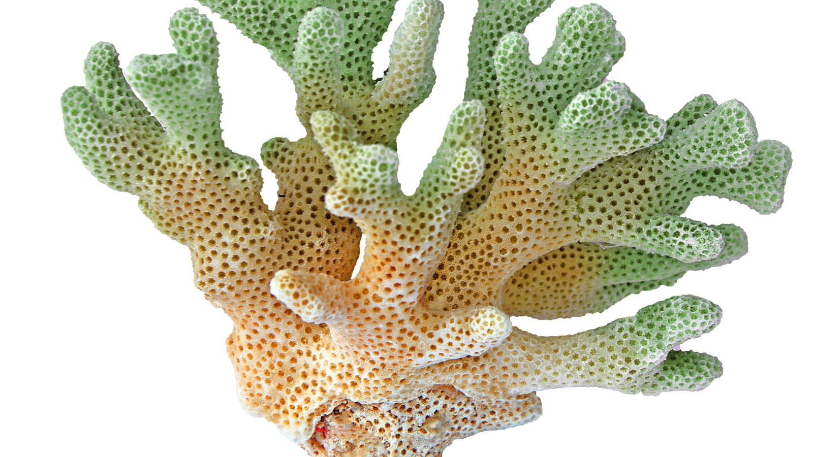 Le corail