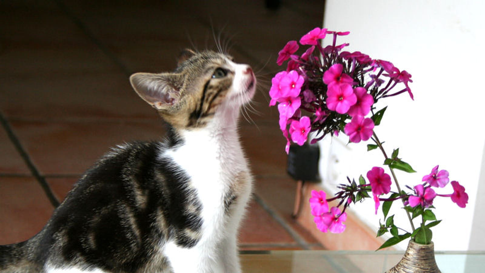 Chaton jardinier