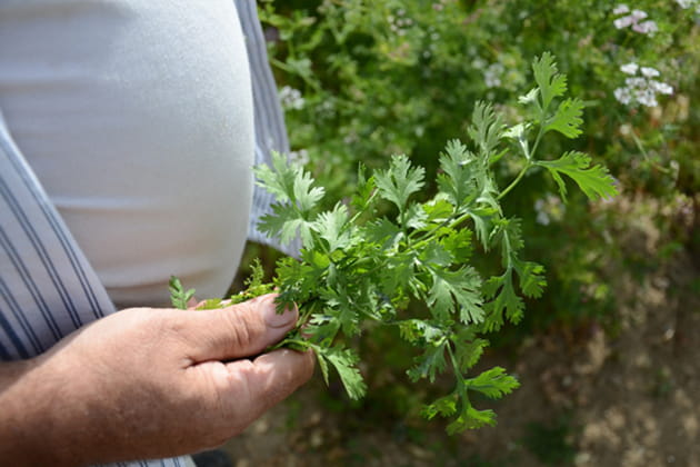 La coriandre, un parfum délicat et prononcé
