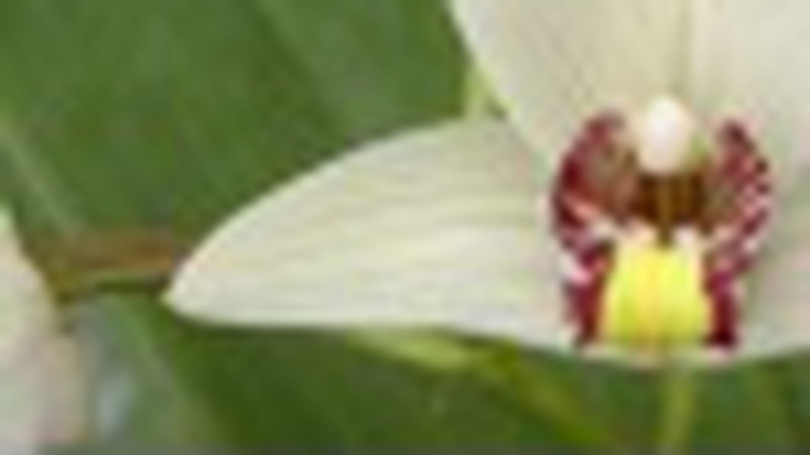 Eria Coronaria