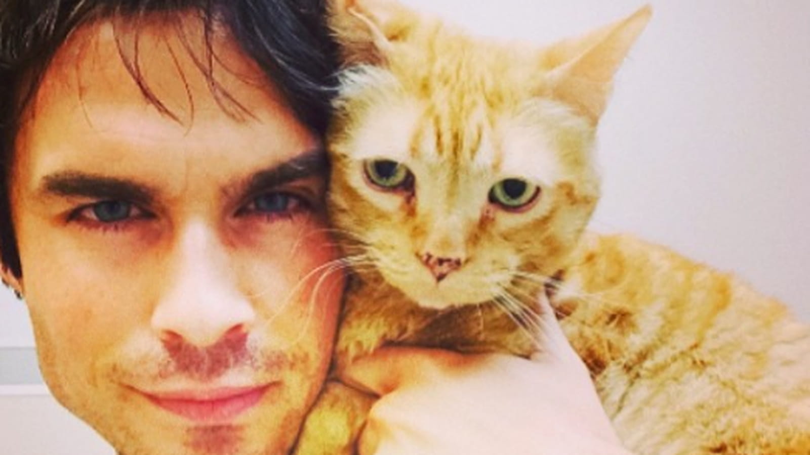 Ces stars et leurs chats : complètement gagas !