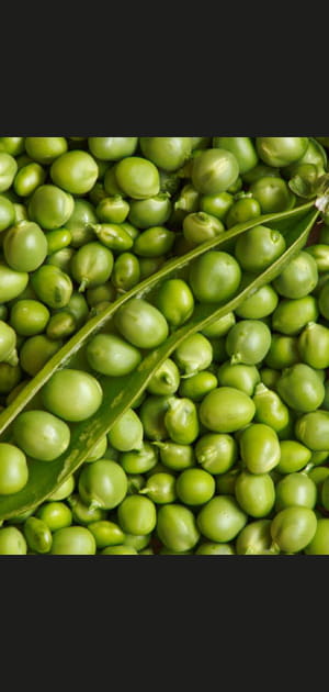 Aliment br&ucirc;le-graisse&nbsp;: efficaces l&eacute;gumineuses