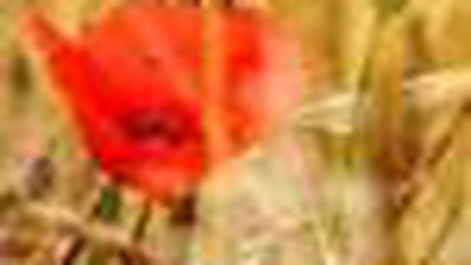 Coquelicot