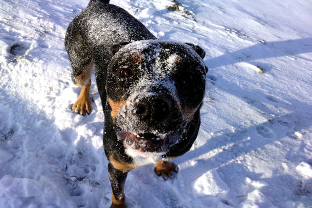 Un chien tr&egrave;s joueur