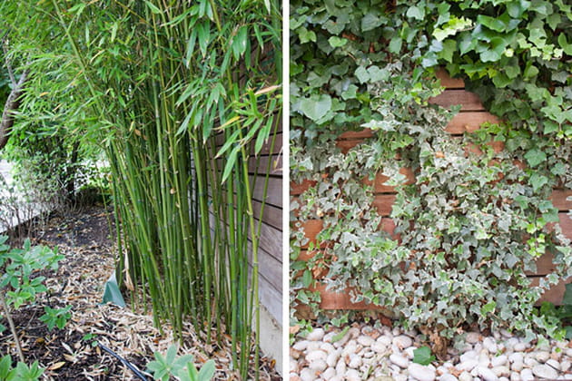 Une végétation disciplinée