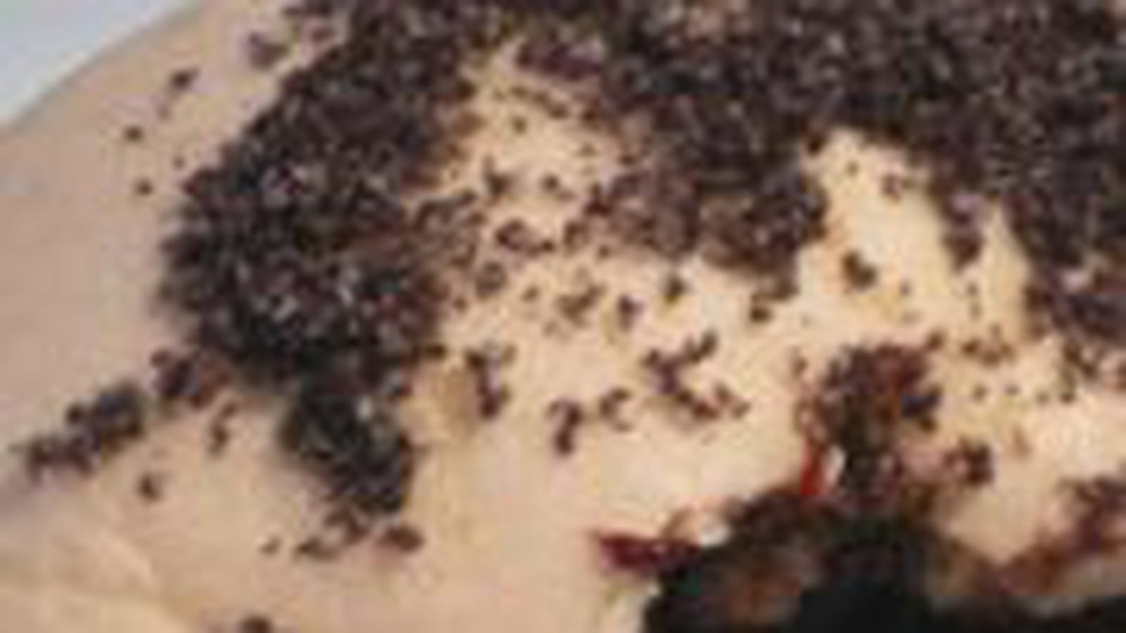 Briochettes prune-pavot