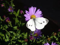 sauvages rue observatoire