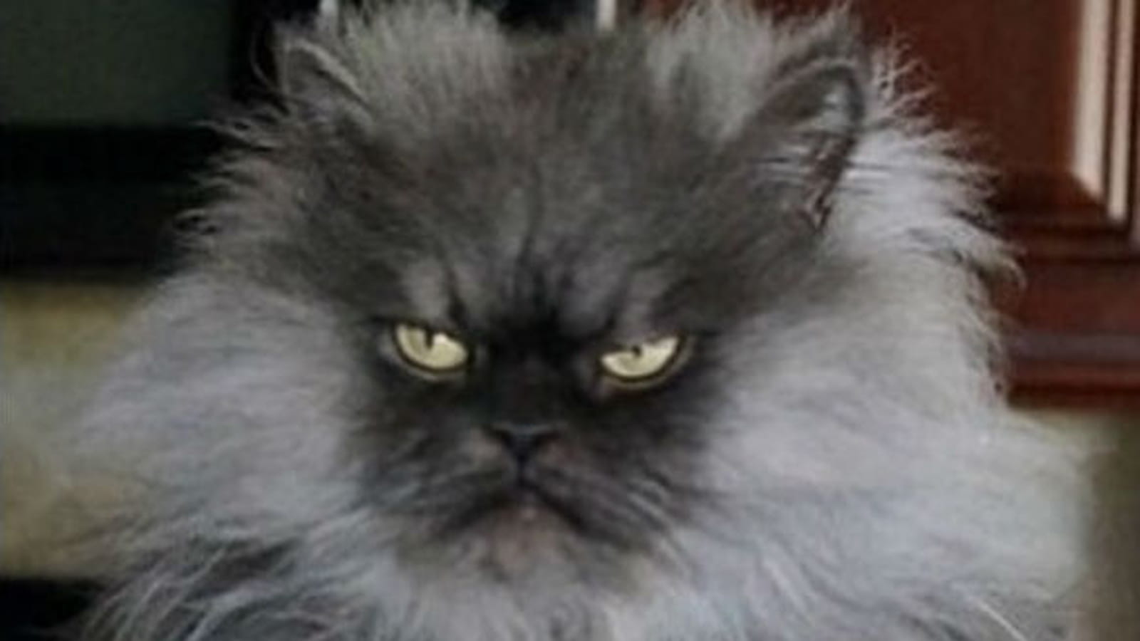 Colonel Meow, drôle de chat