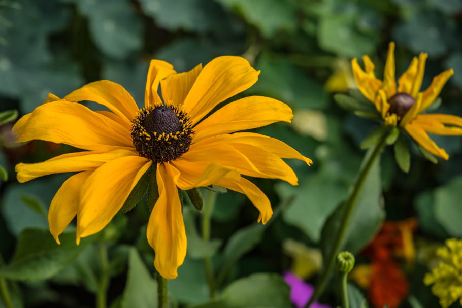 Rudbeckia