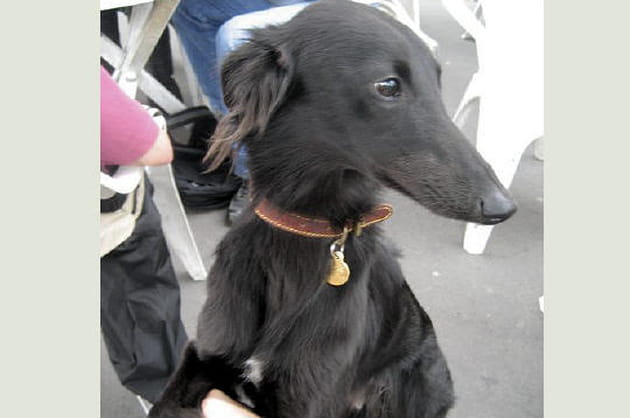 Saluki, l&eacute;vrier attabl&eacute;