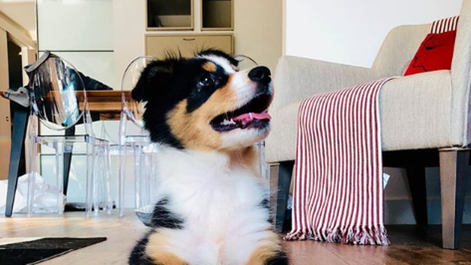 Le nouveau chien de Christophe Beaugrand