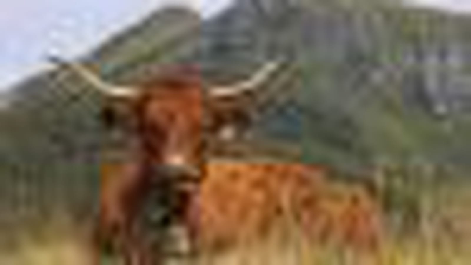 La vache