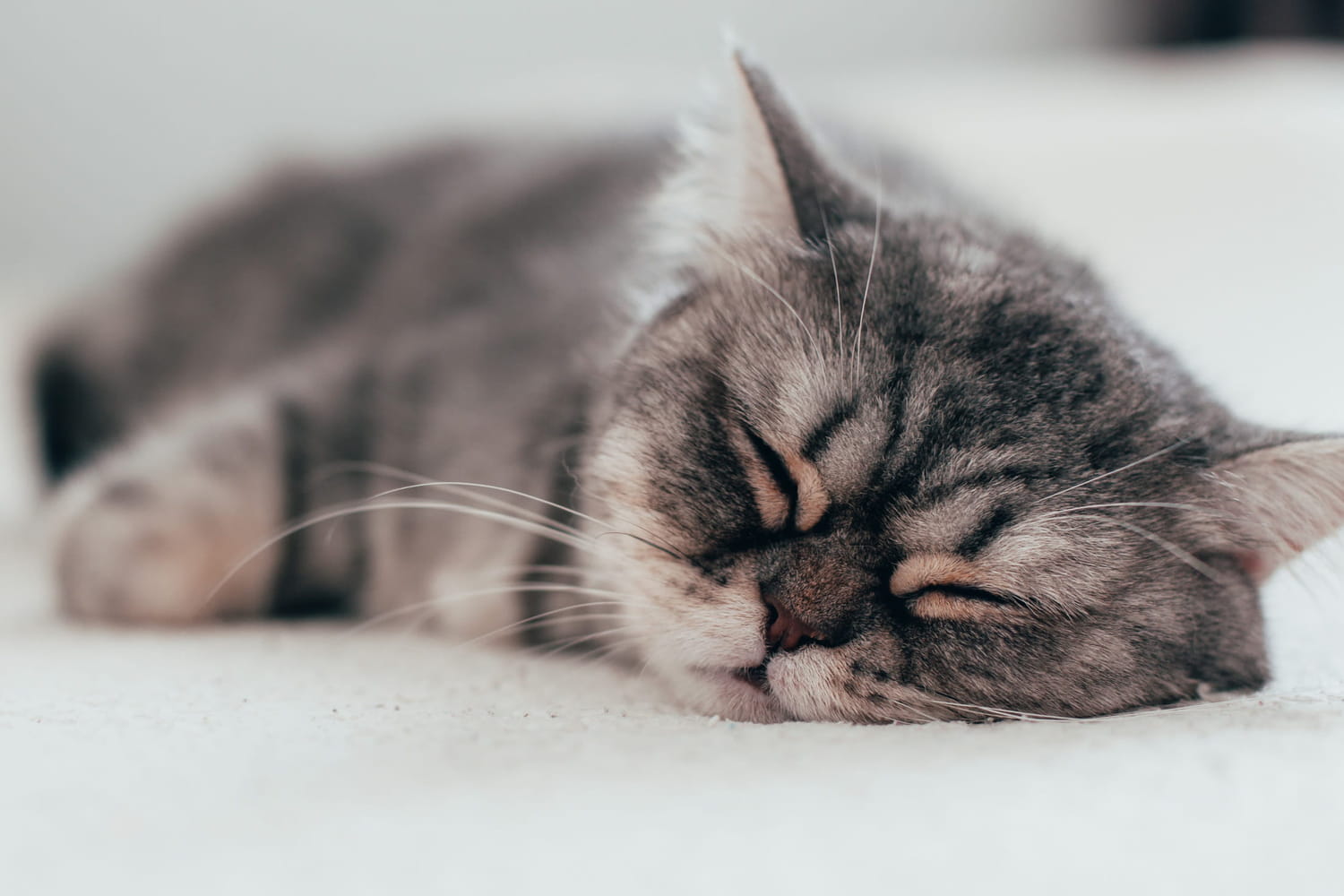 It’s the only way to save a cat that stops breathing