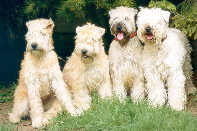 Le soft coated wheaten terrier