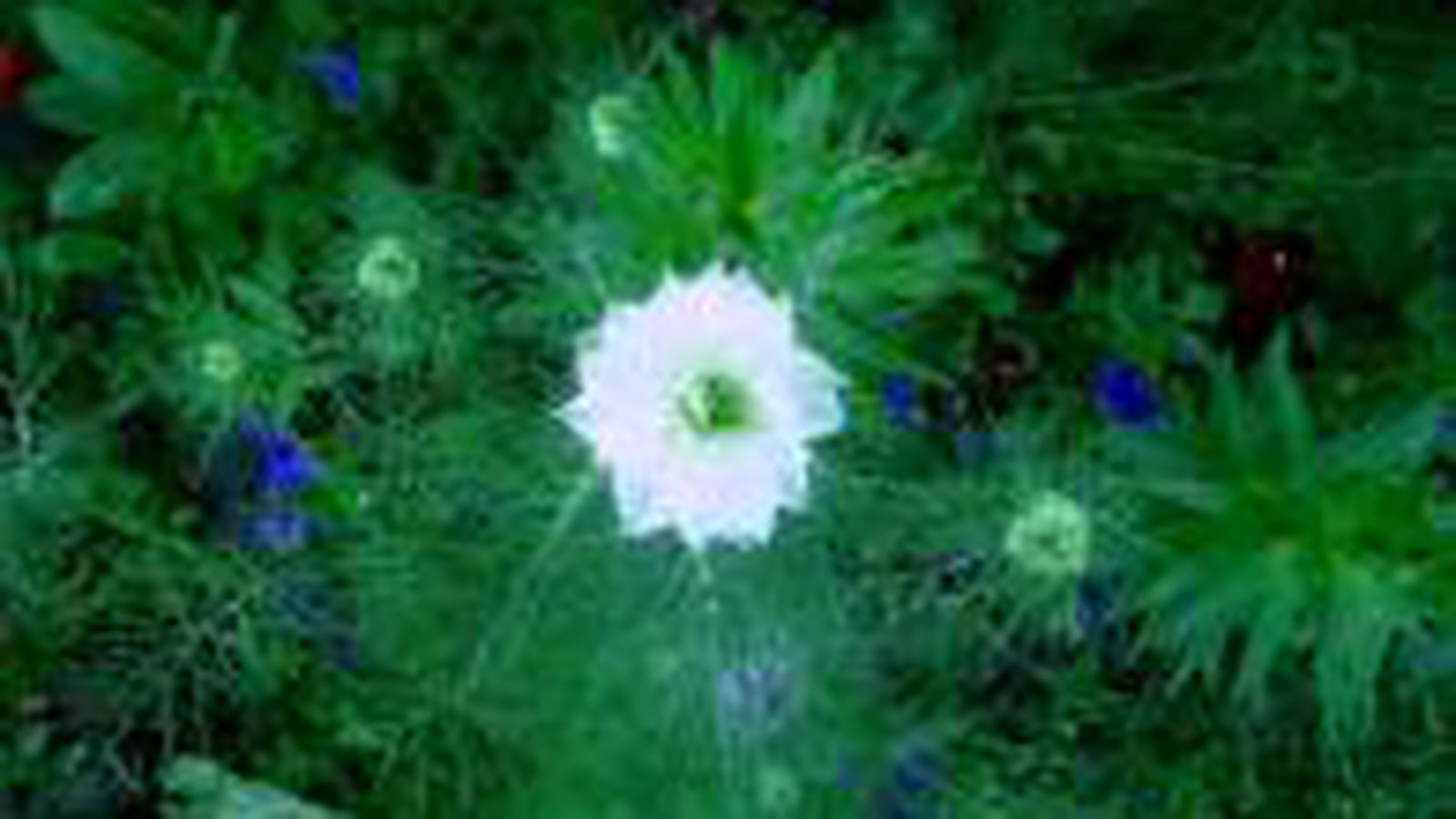 Nigelle de Damas