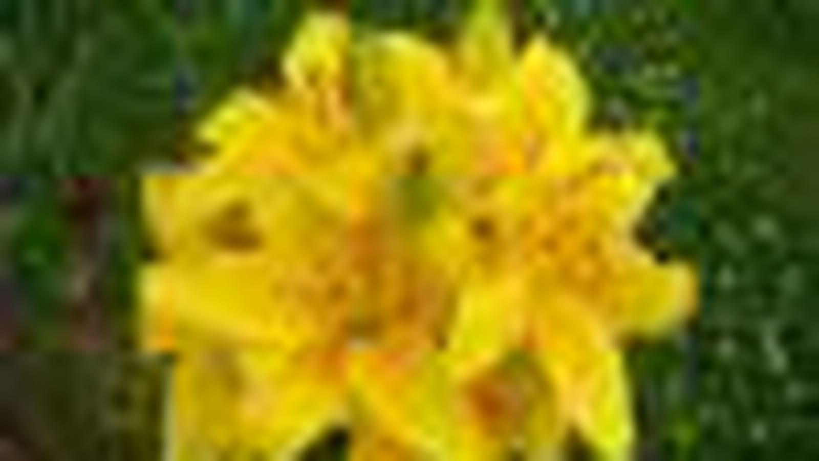 Lys Loddon