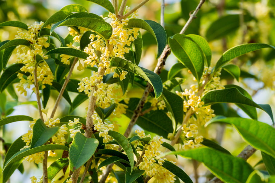 Osmanthus