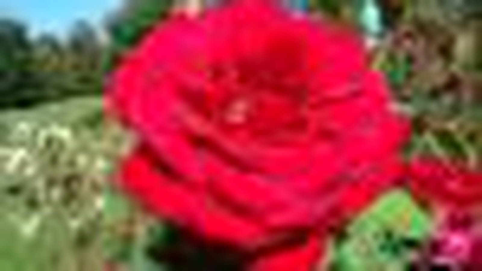 'Rouge Meilland ® Meimalyna