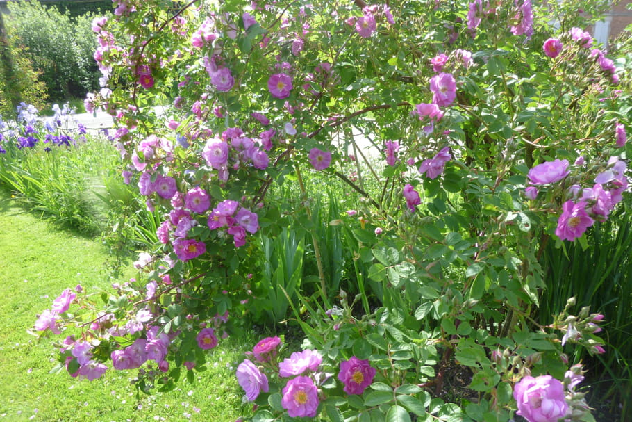 Pucerons des rosiers : comment s'en débarrasser ?