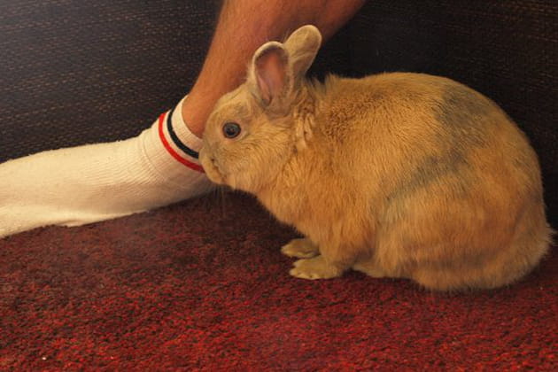 L'appel de la chaussette